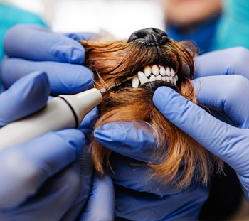 Wichita Dog Dentist
