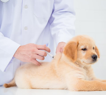 Dog Vaccinations in Andover