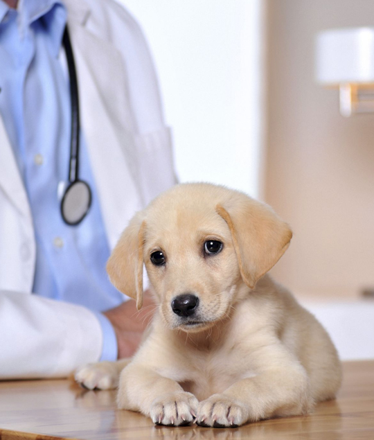 best Andale veterinarian clinic