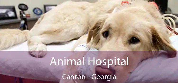 Animal Hospital Canton - Georgia