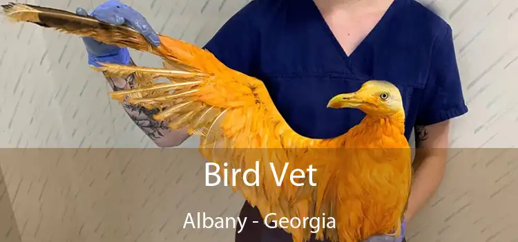 Bird Vet Albany - Georgia