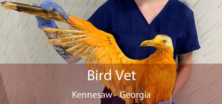 Bird Vet Kennesaw - Georgia