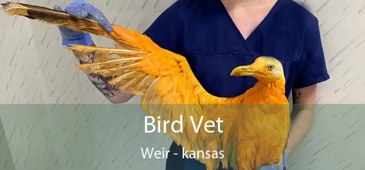 Bird Vet Weir - kansas