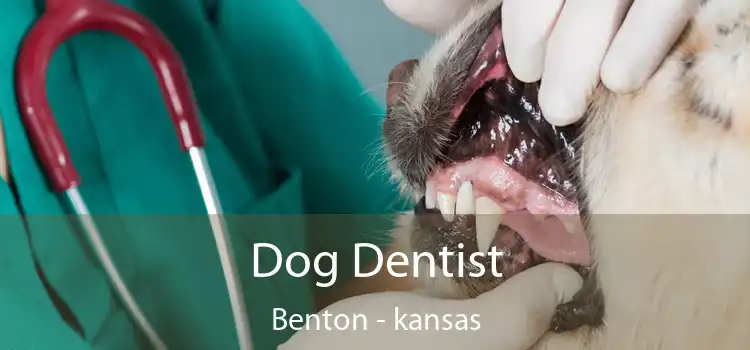 Dog Dentist Benton - kansas