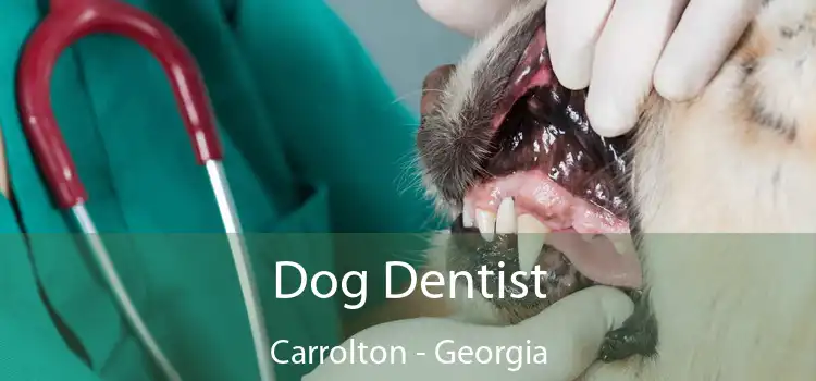 Dog Dentist Carrolton - Georgia