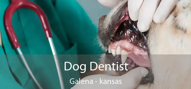 Dog Dentist Galena - kansas