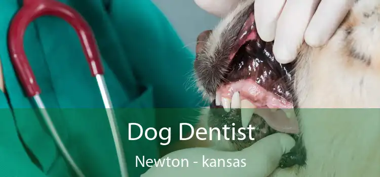 Dog Dentist Newton - kansas