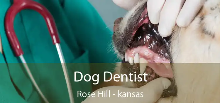 Dog Dentist Rose Hill - kansas