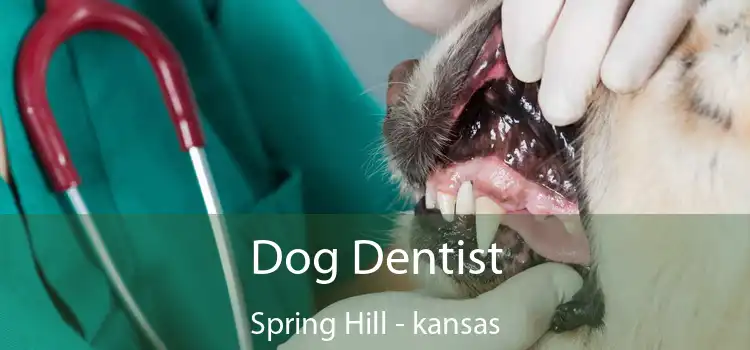 Dog Dentist Spring Hill - kansas