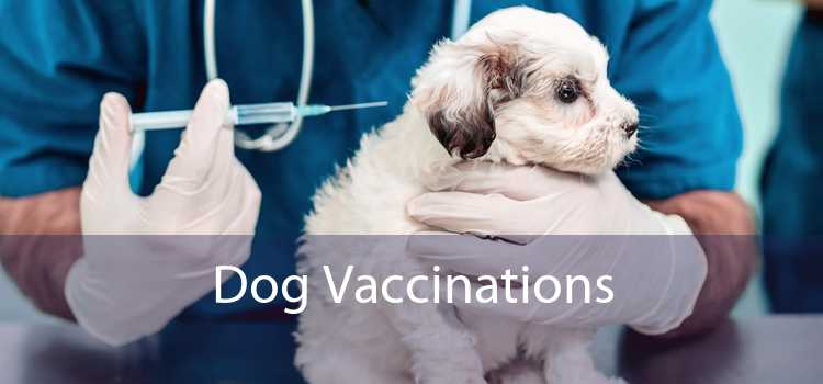 Dog Vaccinations - Low Cost Dog Vaccinations Near Me