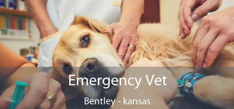 Emergency Vet Bentley - kansas