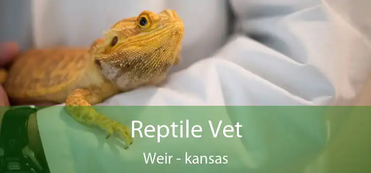 Reptile Vet Weir - kansas