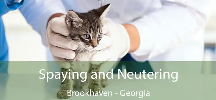 Spaying and Neutering Brookhaven - Georgia