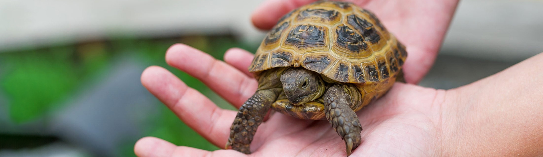 Reptile Vet Ball Ground - 24 Hour Reptile Vet Near Me