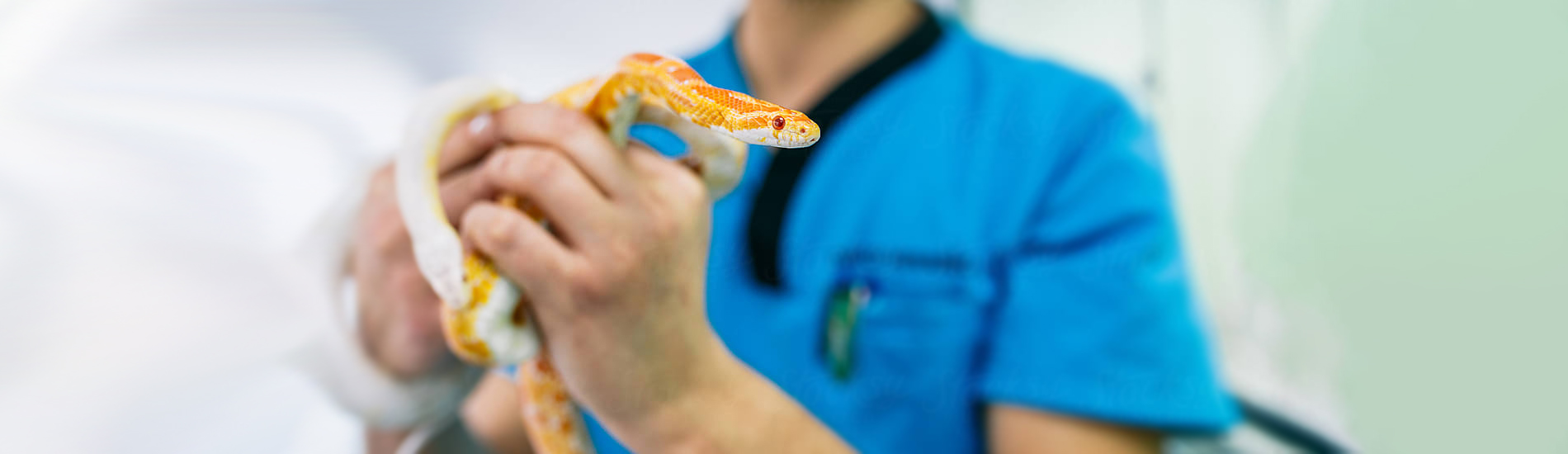 Reptile Vet Albany - 24 Hour Reptile Vet Near Me